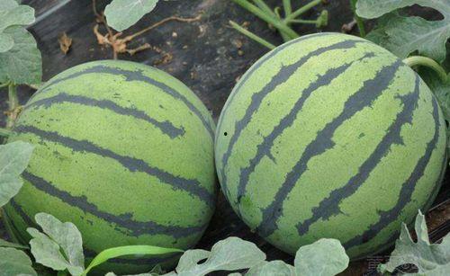 娱乐吃瓜酱山东