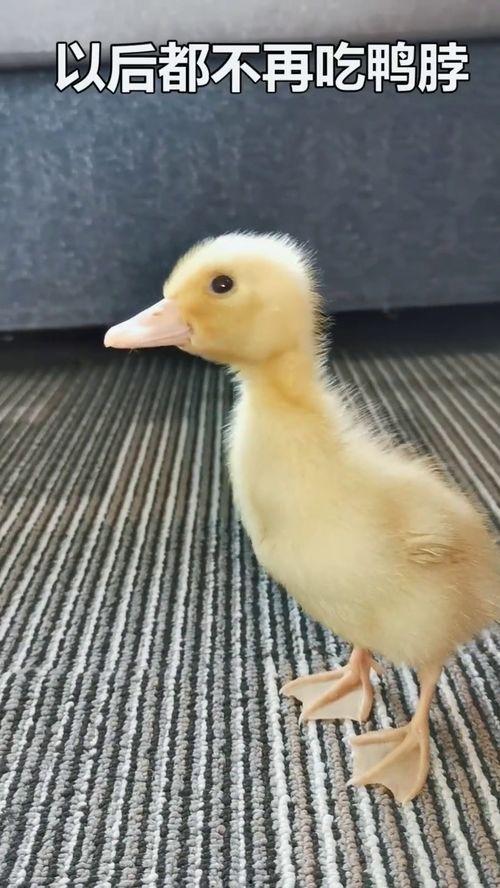 娱乐吃瓜酱鸭鸭视频,揭秘娱乐圈幕后故事